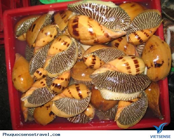 Khám phá những đặc sản từ Sò- Ốc Phú Quốc - Ảnh 1