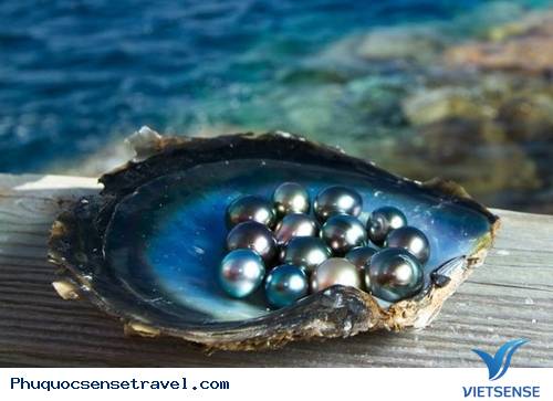 khu thăm quan nuôi cấy ngọc trai Ngọc Hiển khu thăm quan nuôi cấy ngọc trai Ngọc Hiển