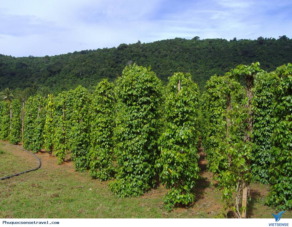 khu thăm quan sinh thái Phú Quốc - Ảnh 4 khu thăm quan sinh thái Phú Quốc - Ảnh 4