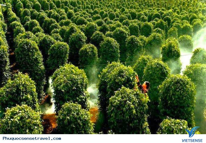 khu thăm quan sinh thái Phú Quốc - Ảnh 2 khu thăm quan sinh thái Phú Quốc - Ảnh 2