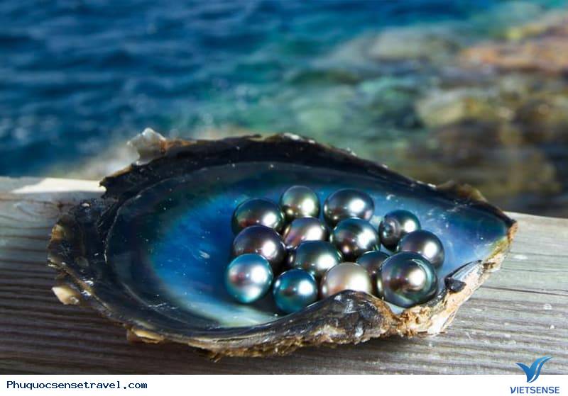 Khu nuôi ngọc trai với những khám phá bất ngờ về loài ngọc quý Khu nuôi ngọc trai với những khám phá bất ngờ về loài ngọc quý