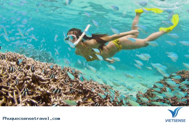 Lặn, ngắm san hô buổi đêm