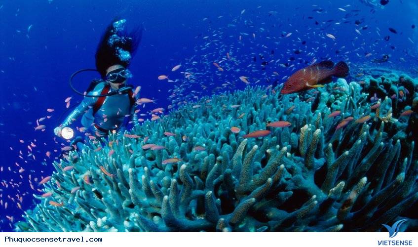 Lặn ngắm san hô ở Nam Đảo Phú Quốc - Ảnh 2 Lặn ngắm san hô ở Nam Đảo Phú Quốc - Ảnh 2