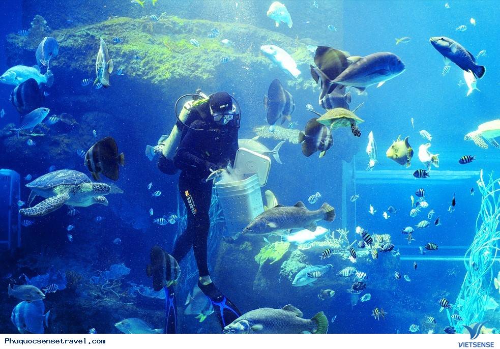 Ngày 1: Thiên đường biển đảo Phú Quốc, Vinpearl (Ăn Trưa) - Ảnh 2