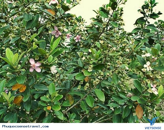 Nên đi thăm quan Phú Quốc vào thời gian nào - Ảnh 6 Nên đi thăm quan Phú Quốc vào thời gian nào - Ảnh 6