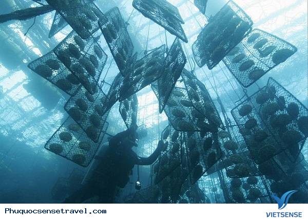 Nên đi thăm quan Phú Quốc vào thời gian nào - Ảnh 4 Nên đi thăm quan Phú Quốc vào thời gian nào - Ảnh 4