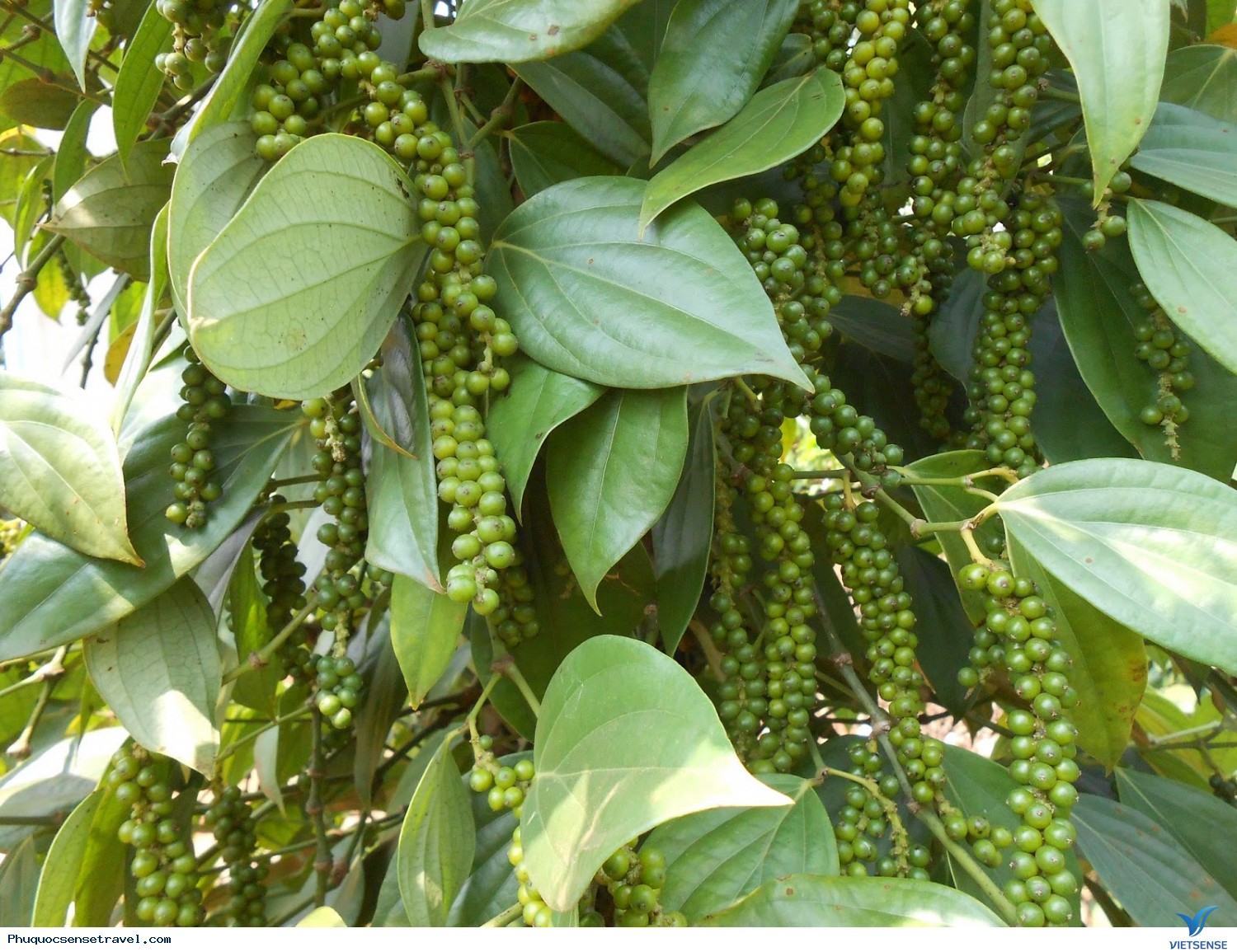 Nên thưởng thức những đặc sản gì khi đi thăm quan Phú Quốc - Ảnh 1 Nên thưởng thức những đặc sản gì khi đi thăm quan Phú Quốc - Ảnh 1