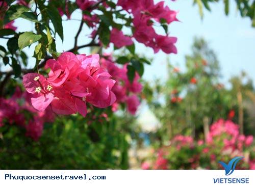 Ngắm Phú Quốc Biển Trời Long Lanh - Ảnh 11