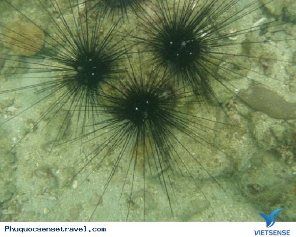 Nhum Phú Quốc - Ảnh 2