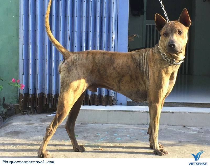 Những Bất Ngờ Thú Vị Về hành trình Ở Phú Quốc - Ảnh 4