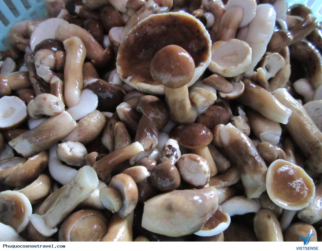 Nấm tràm Phú Quốc