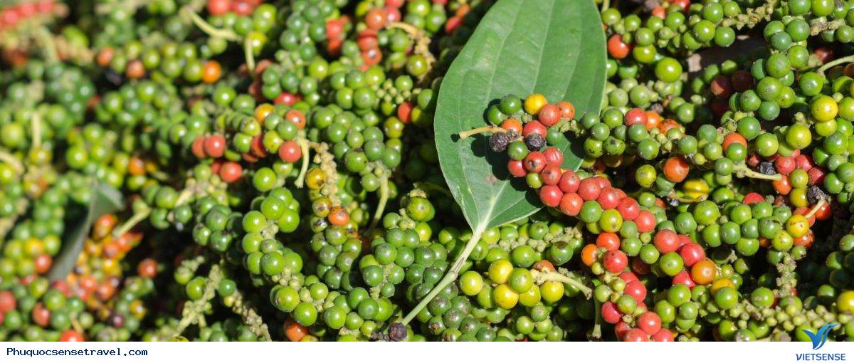 Những điểm thăm quan Phú Quốc 30 tháng 4 - Ảnh 5 Những điểm thăm quan Phú Quốc 30 tháng 4 - Ảnh 5