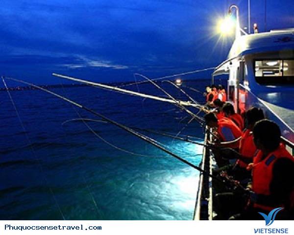 Câu mực đêm Câu mực đêm