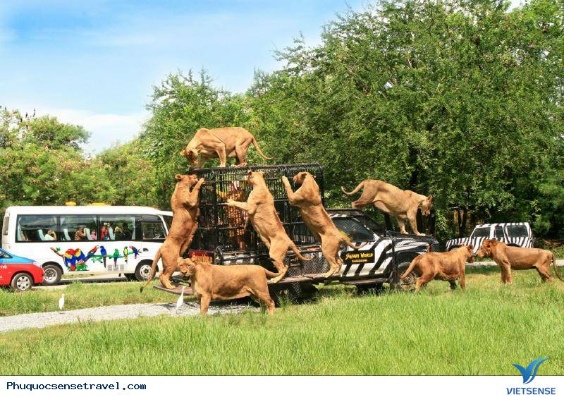 Tham quan Vinpearl Safari Tham quan Vinpearl Safari