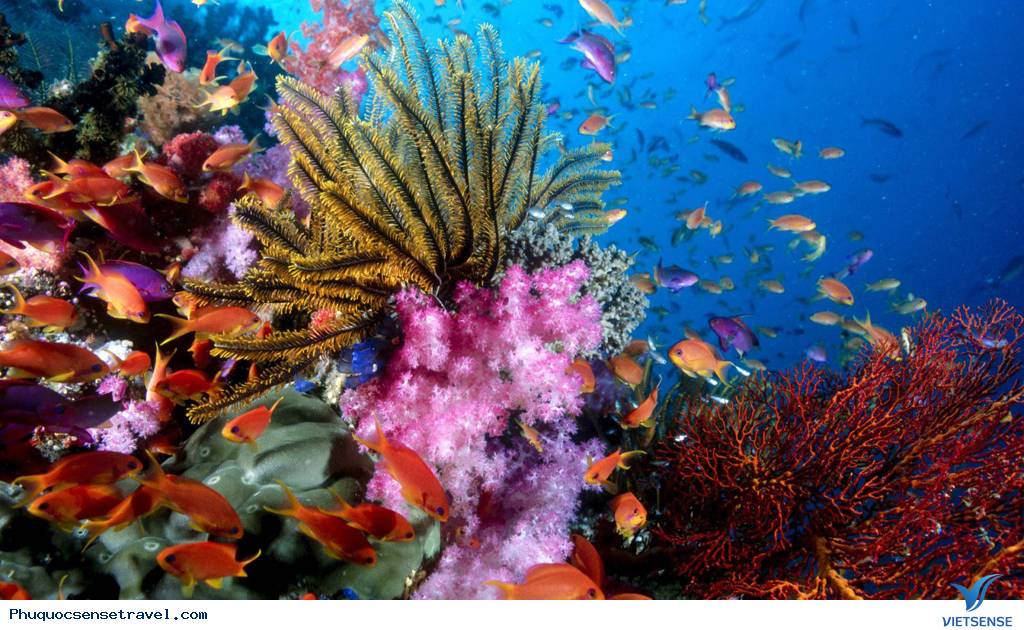 Ngắm san hô