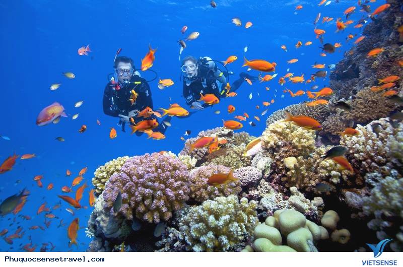Tham gia hành trình lặn biển ngắm san hô Tham gia hành trình lặn biển ngắm san hô
