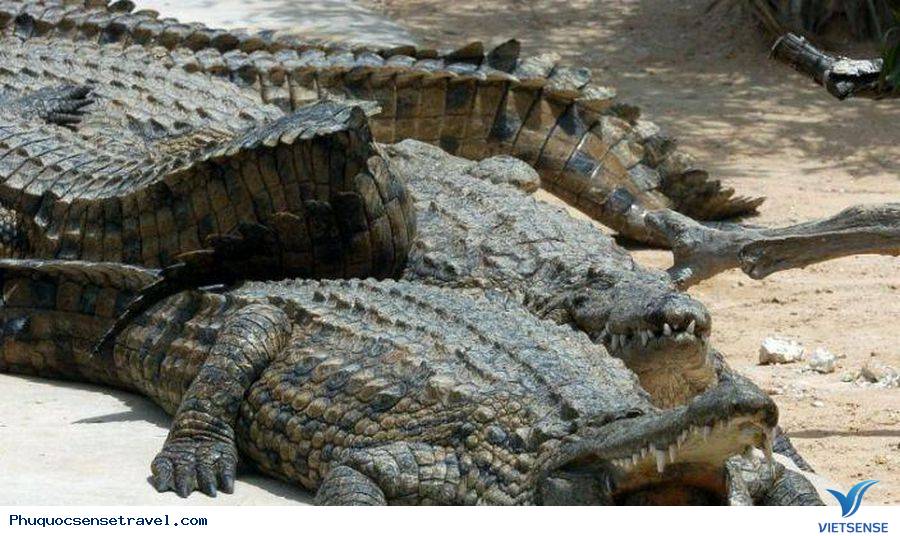 Những hoạt động ở Mũi Hàm Rồng - Ảnh 3