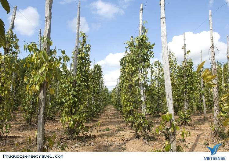 Những món quà lưu niệm được đề xuất để mua - Ảnh 3