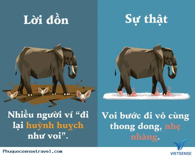 Những sự thật thú vị mà đa số người hiểu nhầm
