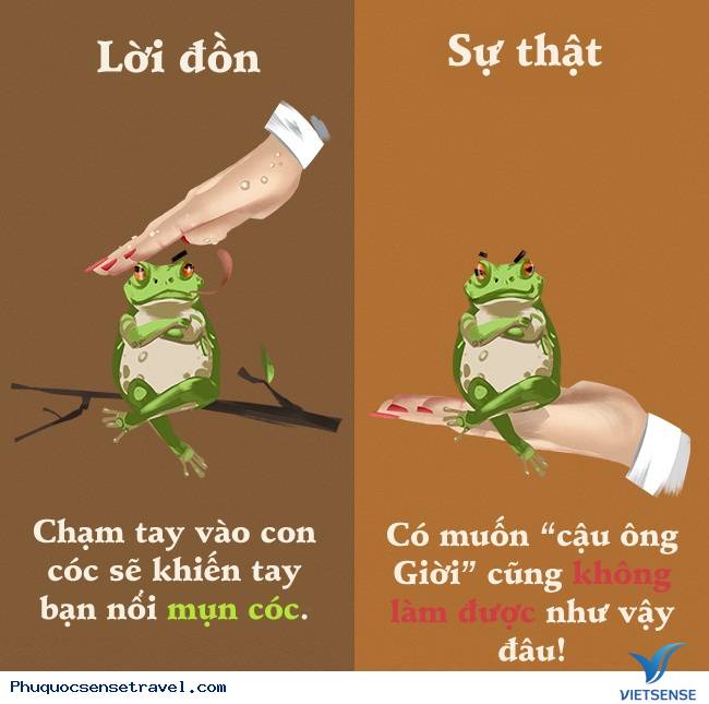 Những sự thật thú vị mà đa số người hiểu nhầm