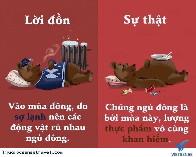 Những sự thật thú vị mà đa số người hiểu nhầm