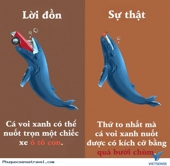 Những sự thật thú vị mà đa số người hiểu nhầm