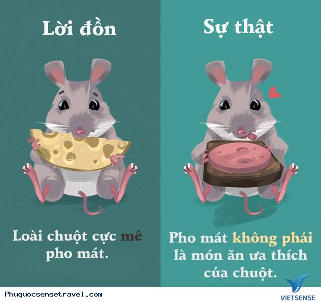 Những sự thật thú vị mà đa số người hiểu nhầm