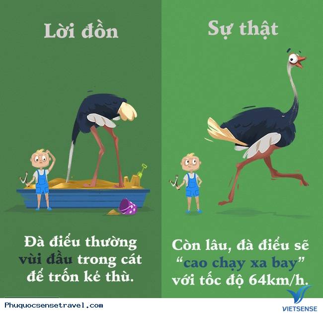 Những sự thật thú vị mà đa số người hiểu nhầm