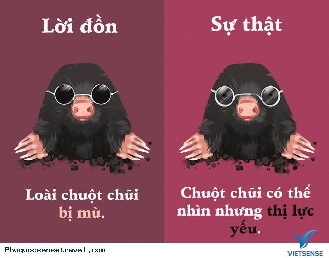 Những sự thật thú vị mà đa số người hiểu nhầm