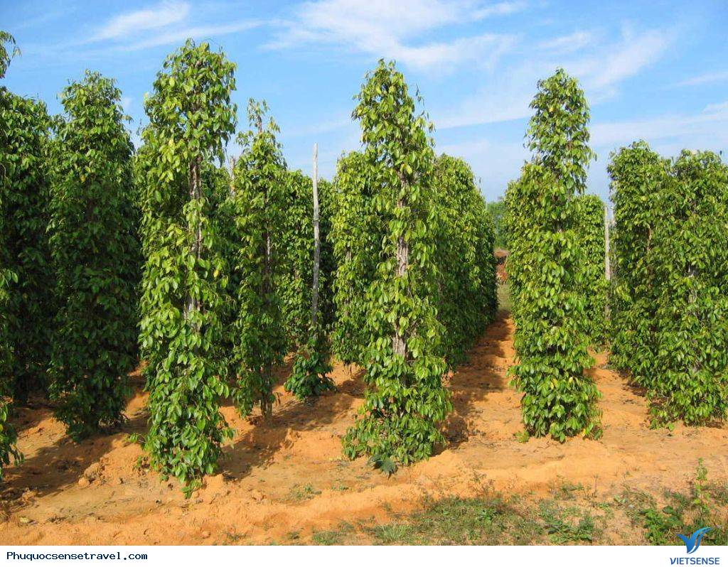 Nông Nghiệp Phú Quốc Bước Sang Năm Mới - Ảnh 1