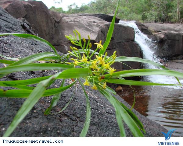 Phú Quốc – Lãng Mạn Mùa Mưa Rừng - Ảnh 1