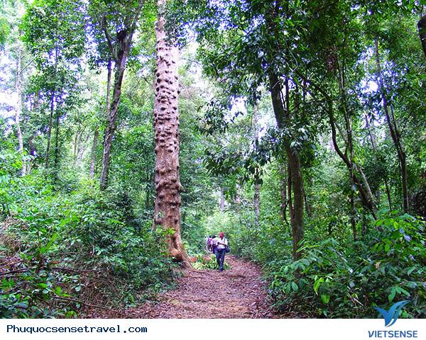 Phú Quốc - Hòn đảo lớn nhất Việt Nam - Ảnh 3 Phú Quốc - Hòn đảo lớn nhất Việt Nam - Ảnh 3