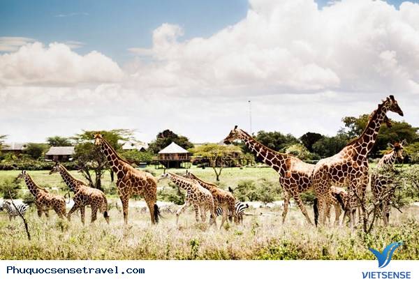 Phú Quốc Khởi Công Dự Án Vườn Thú Vinpearl Safari - Ảnh 2