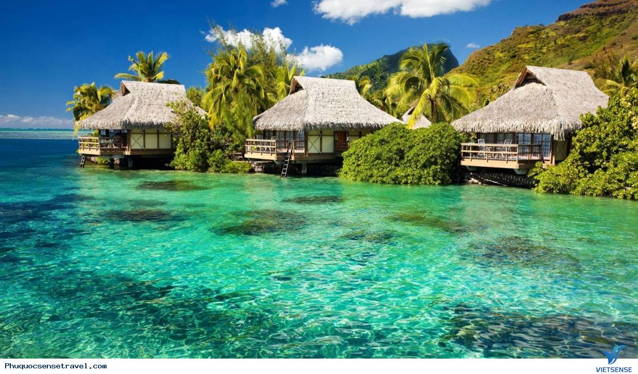 Phú Quốc Phát triển Lữ Hành
sinh thái - Ảnh 4 Phú Quốc Phát triển Lữ Hành
sinh thái - Ảnh 4