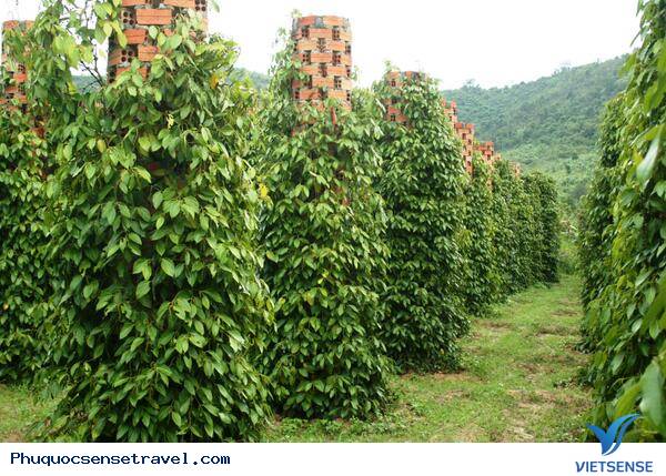 Phú Quốc Phát triển Lữ Hành
sinh thái - Ảnh 5 Phú Quốc Phát triển Lữ Hành
sinh thái - Ảnh 5