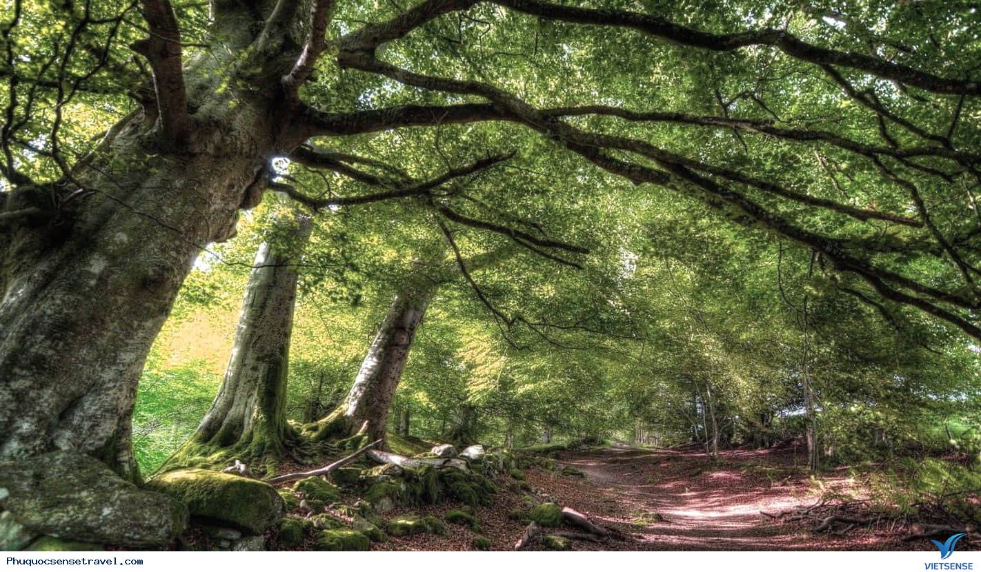 Rừng quốc gia Phú Quốc