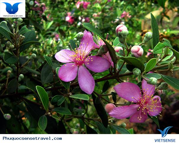 Rượu Sim Sản Phẩm hành trình Độc Đáo Của Phú Quốc - Ảnh 1