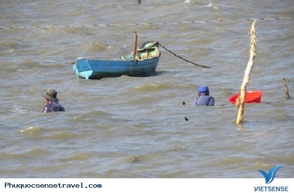 Săn ốc hoàng đế ở Phú Quốc - Ảnh 1