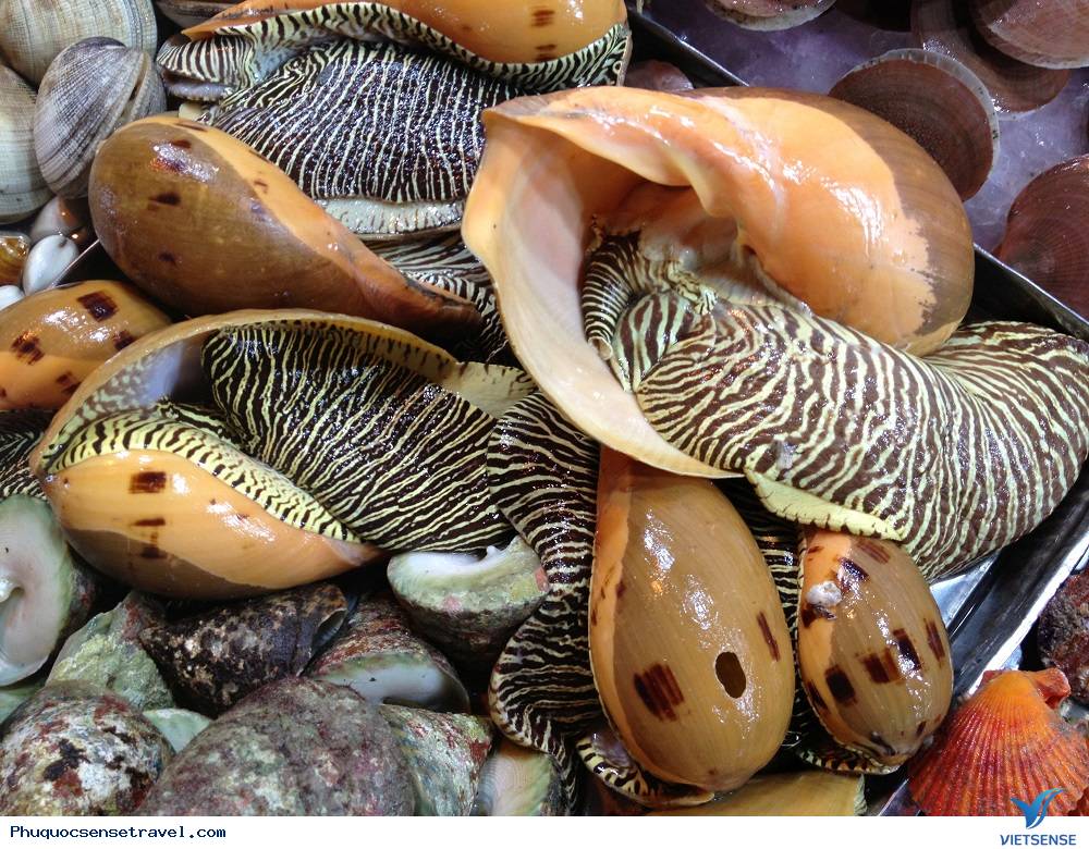 Săn ốc hoàng đế ở Phú Quốc - Ảnh 3