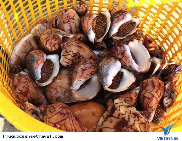 Săn ốc hoàng đế ở Phú Quốc - Ảnh 2