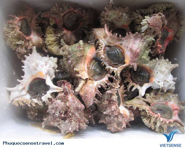 Săn ốc hoàng đế ở Phú Quốc - Ảnh 4