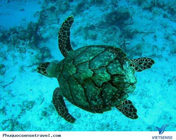 Sinh vật biển độc đáo Sinh vật biển độc đáo