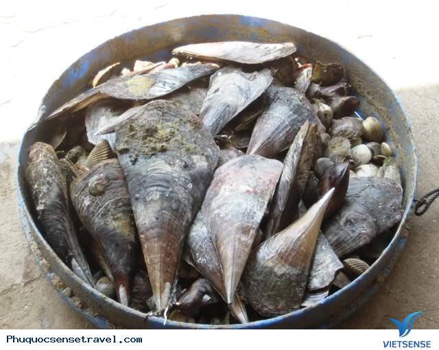 Sò Mai - Đặc Sản Phú Quốc - Ảnh 1