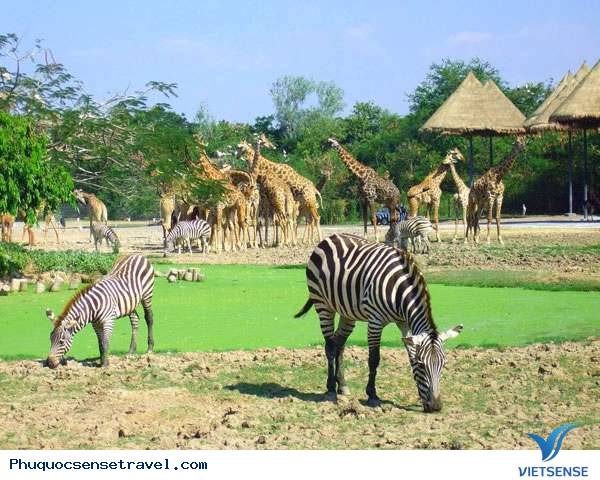 Sự thật Safari Phú Quốc có làm thú chết nhiều ? - Ảnh 1 Sự thật Safari Phú Quốc có làm thú chết nhiều ? - Ảnh 1