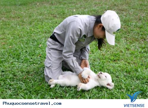 Sư tử đẻ con lần đầu ở Safari Phú Quốc Sư tử đẻ con lần đầu ở Safari Phú Quốc