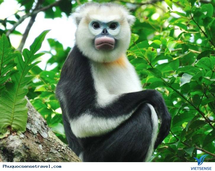 Chương trình bảo tồn động vật Vinpearl Safari