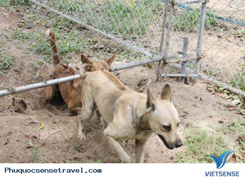 Thăm Trường Đua Chó Xoáy Trên Đảo Phú Quốc - Ảnh 2 Thăm Trường Đua Chó Xoáy Trên Đảo Phú Quốc - Ảnh 2