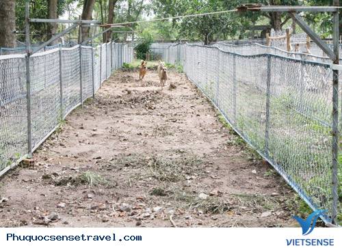 Thăm Trường Đua Chó Xoáy Trên Đảo Phú Quốc - Ảnh 4 Thăm Trường Đua Chó Xoáy Trên Đảo Phú Quốc - Ảnh 4