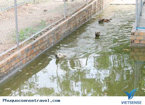 Thăm Trường Đua Chó Xoáy Trên Đảo Phú Quốc - Ảnh 3 Thăm Trường Đua Chó Xoáy Trên Đảo Phú Quốc - Ảnh 3