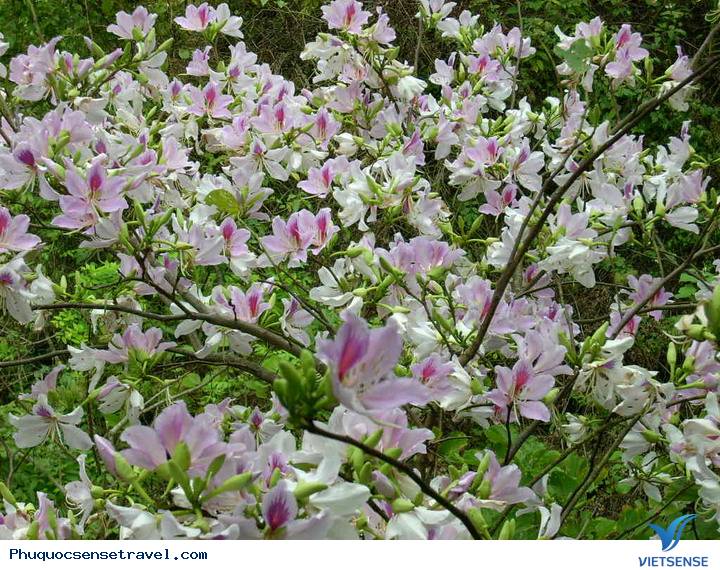 Tháng 3 là mùa của những loài hoa nào - Ảnh 7